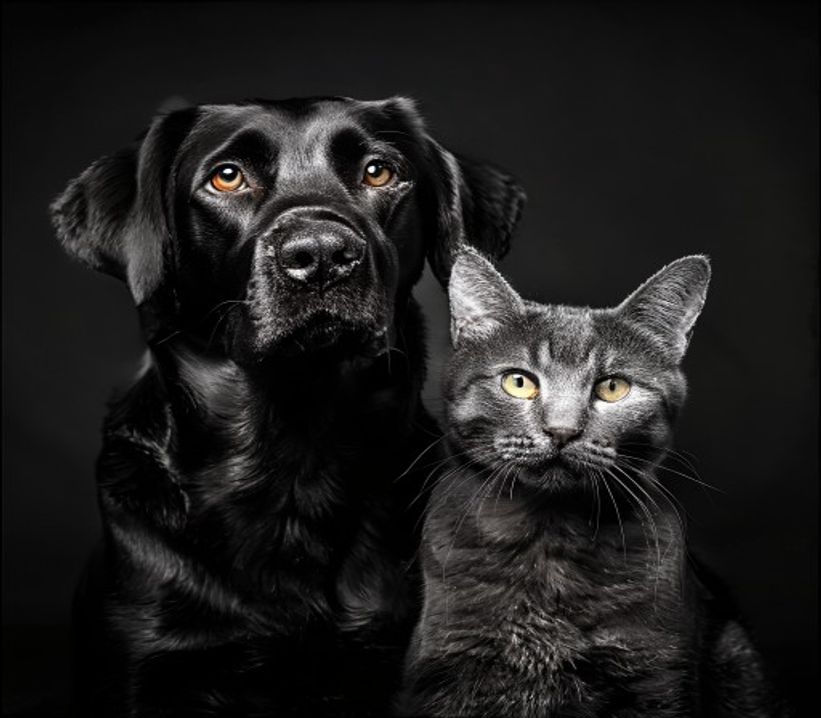 Dog and cat portrait